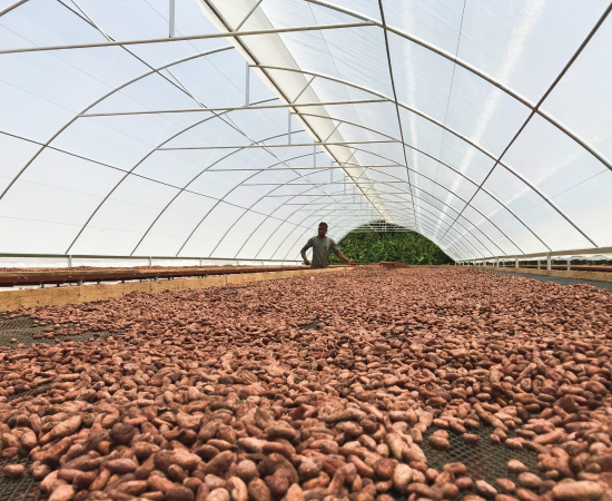 Cacao bean processing in the Domincan Republic